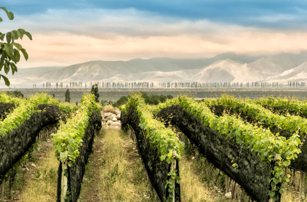 아르헨티나 멘도사 와인 지역에 있는 투풍가토의 포도원. - agriculture winemaking cultivated land diminishing perspective 뉴스 사진 이미지