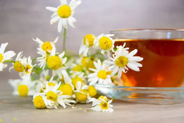 camomile flowers and tea in transparent glass cup close up shot