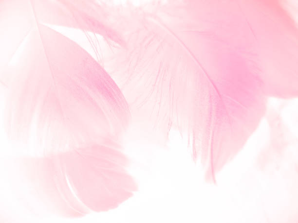 istock Beautiful abstract gray and pink feathers on white background,  white feather frame texture on pink pattern and pink background, feather, pink banners 1266542368