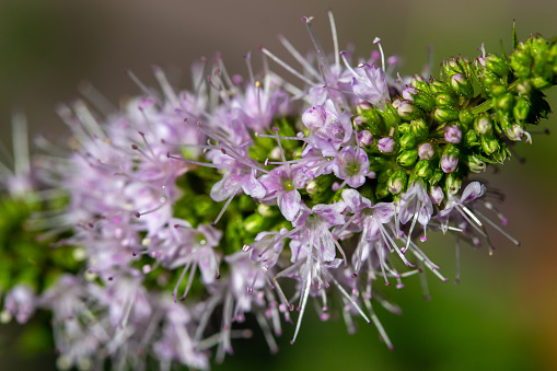 Macro view of delicate tiny purple and white flower blossoms on a sprig of fresh outdoor growing peppermint herb plant (mentha piperita).