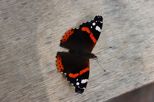 Vanessa Atalanta butterfly on a wooden background. Black butterfly with red and white spots on wings