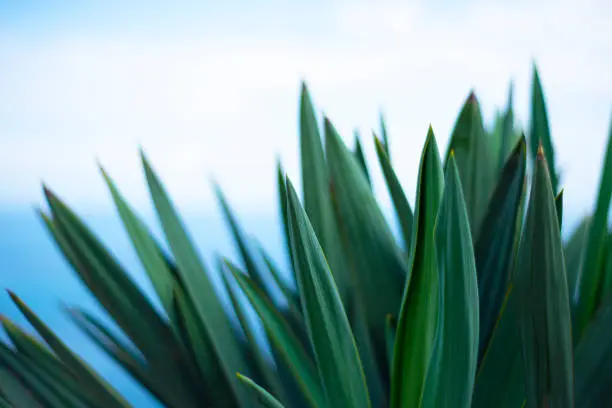 Sharp green agave leaves on a blue background. The silhouette of the blades.