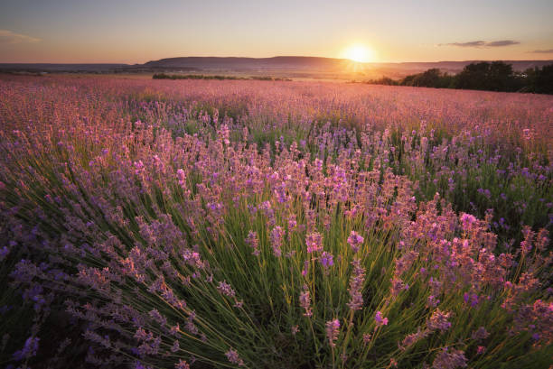 istock Meadow of lavender at sunset. 1266547224