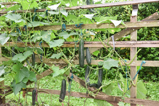 호박 - pumpkin vegetable flower vegetable garden 뉴스 사진 이미지