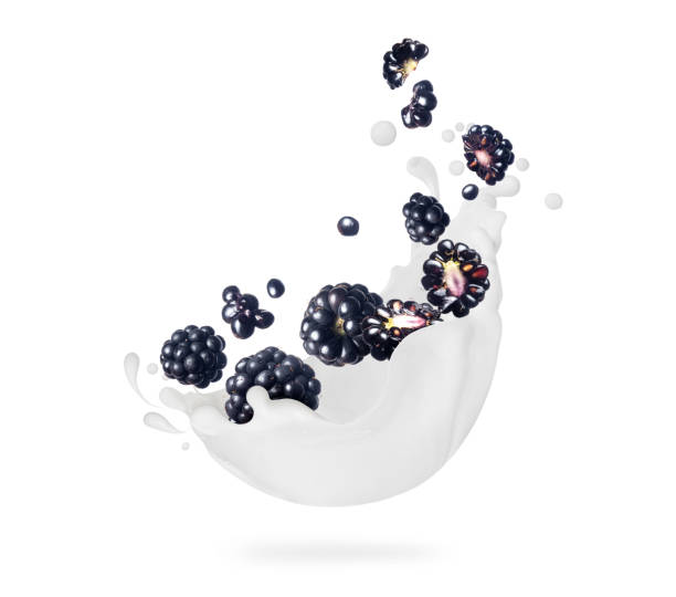 blackberries with milk splashes close-up isolated on white background - drink close up dairy product flowing imagens e fotografias de stock