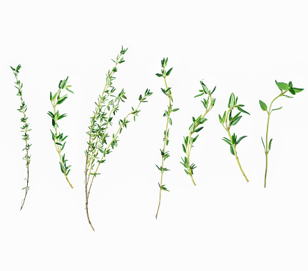 Set of fresh thyme sprigs close-up, isolated on a white background