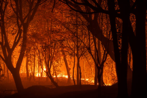 Forest fire wildfire at night stock photo