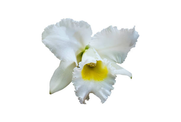 istock Cattleya Queen Sirikhit flower in Thailand 1266552689