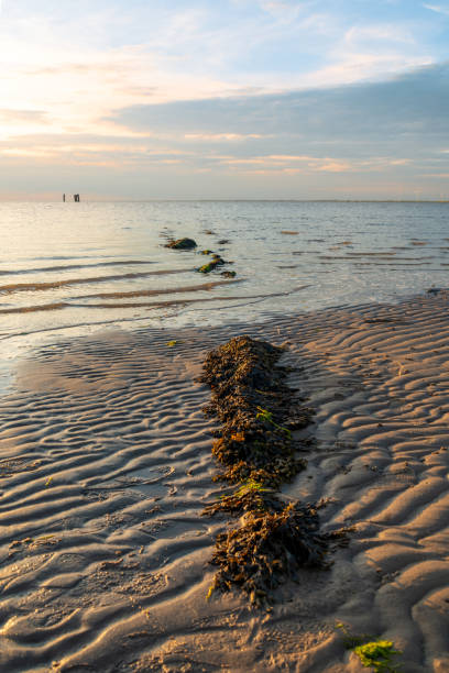 seaweed on the beach in the gentle surf of the calm north sea. travel destination north sea. North Frisia, Schleswig-Holstein, Germany