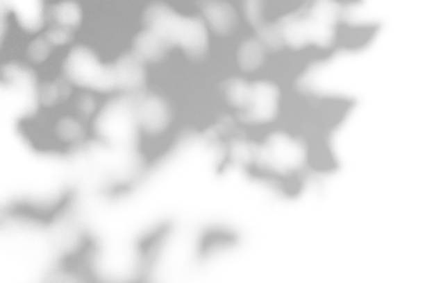 istock Shadow overlay effect for photo. Shadows from tree leaves and tropical branches on a white wall in sunlight. 1266554767
