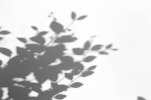 istock Shadow overlay effect for photo. Shadows from tree leaves and tropical branches on a white wall in sunlight. 1266554769