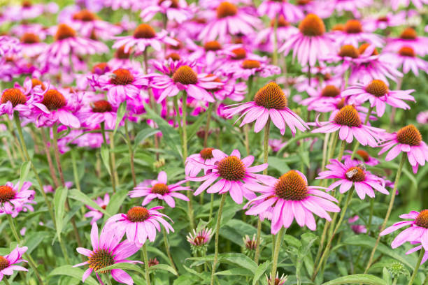 istock Purple coneflower echinacea grow in garden 1266554971