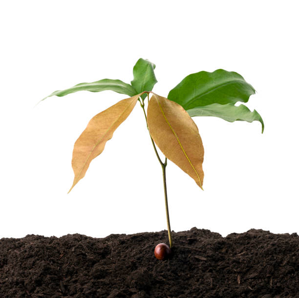 young avocado tree grown from seed in a flower pot