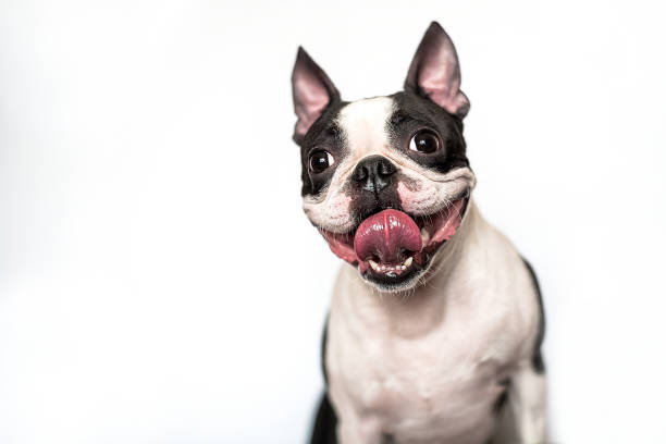 Portrait of a funny and happy Boston Terrier dog with a smile and tongue out on a white background in the Studio. stock photo