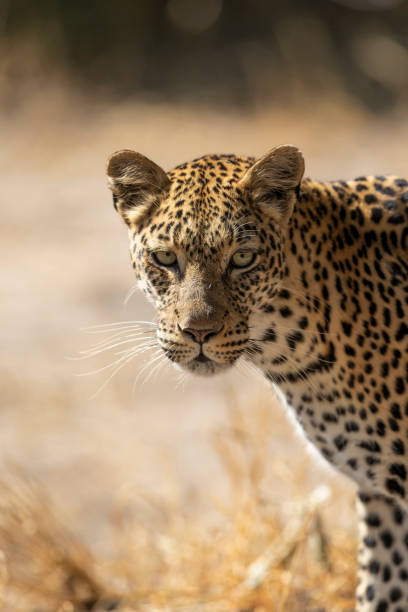 istock Close up on leopard's head looking straight at camera in Khwai Okavango Delta Botswana 1266557452