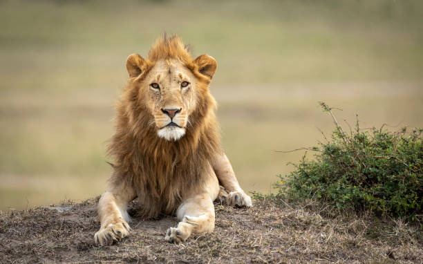 istock Male lion lying down looking into camera in Masai Mara Kenya 1266558012