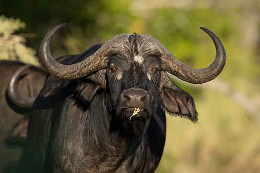 Head on portrait of adult buffalo's head looking at camera in Moremi Botswana