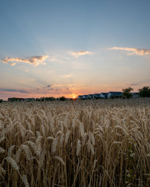 A field of wheat on the border to the city with houses visible on the horizon while a beautiful sunset is displayed above Lund, Sweden