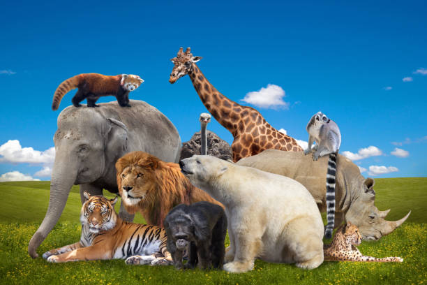 Wild savanna animals group collage