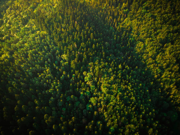 Green Forest at Summer. Drone View from Above. Natural Patterns.