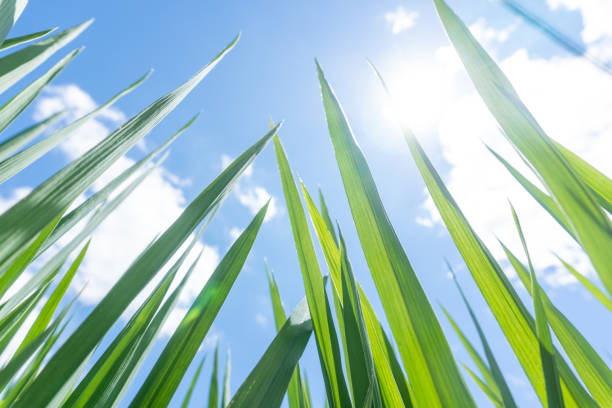 istock Green rice, blue sky and white clouds 1266561643