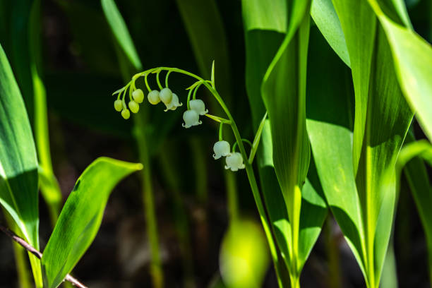 istock Lily of the valley flower in spring forest 1266562298