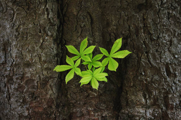 A young shoot among the hard bark of a centuries-old horse chestnut