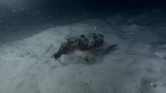 Pharaoh Cuttlefish swim over sandy bottom in the night (High-angle shot)