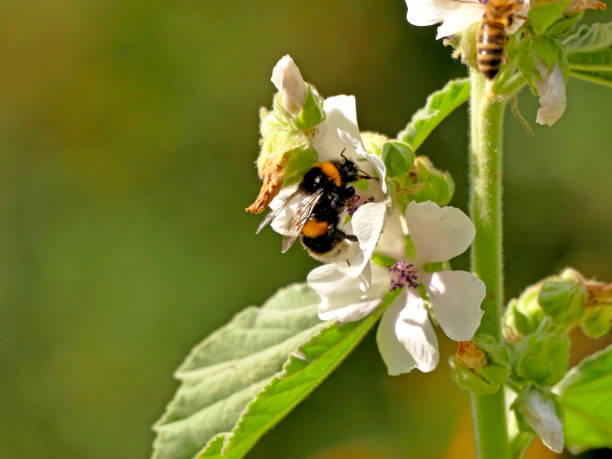 istock white-tailed bumblebee on marshmellow flower 1266563083