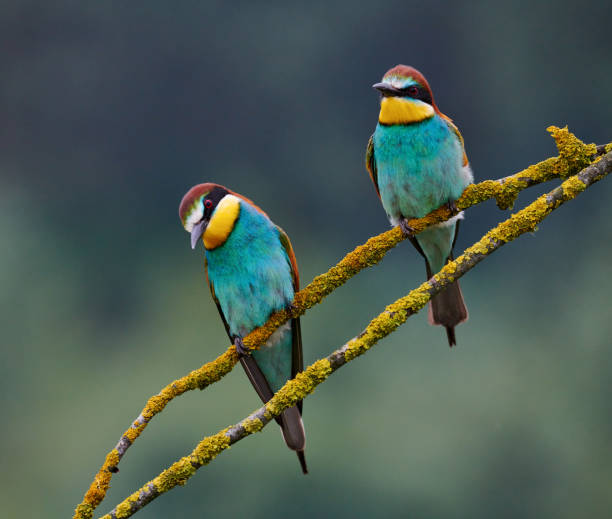 istock Two beautiful European bee-eaters (Merops apiaster) 1266563316