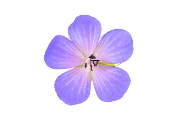 istock Cranesnill small flowers isolated on a white background. 1266564390