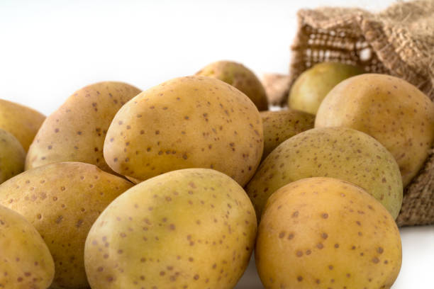 Ripe potato in burlap sack