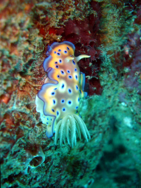 istock A spotted nudibranch sea slug (chromodoris kunei) 1266565760