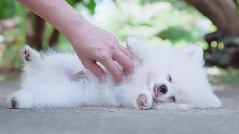 Two shots of white male puppy so happy from tummy rub