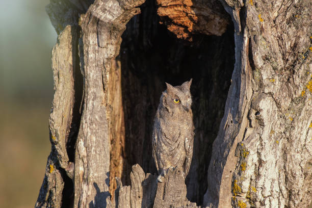 istock Scops Owl looking out of nesthole. Otus scops 1266567171