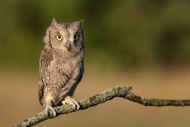 istock European Scops Owl, Otus scops close up 1266567208