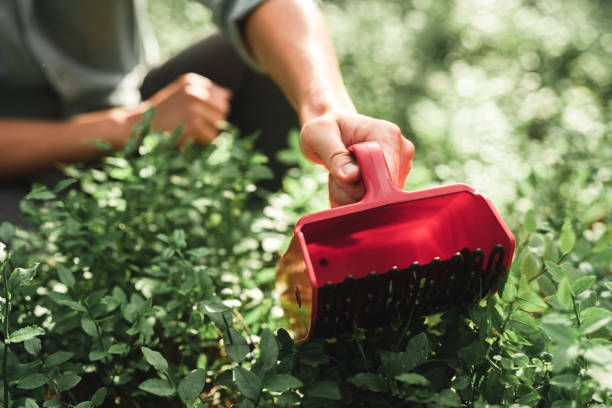 homme cueillant des myrtilles avec un râteau de baie - blueberry picking freshness berry photos et images de collection