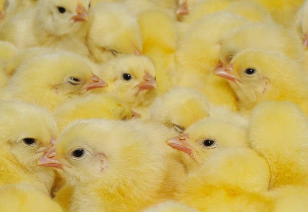 istock A texture of Baby domestic Chickens. 1266568104