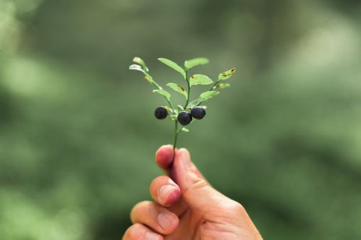 A man is walking through a forest, spending his time blueberry picking on a beautiful summer day. He is holding a small branch with three fresh blueberries.