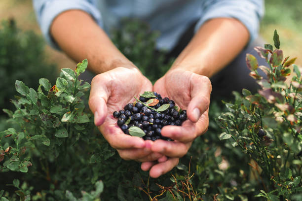 숲에서 야생 블루베리 한 줌 - blueberry fruit berry fruit food 뉴스 사진 이미지