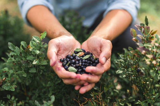Handful of wild blueberries from the forest A man is walking through a forest, spending his time blueberry picking on a beautiful summer day. In his cupped hands is a heap of fresh wild blueberries. berry stock pictures, royalty-free photos & images