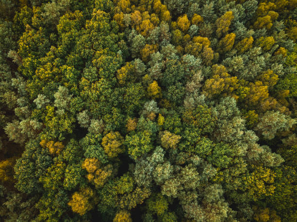 istock Spruce and Pine Trees in Autumnal Forest. Top Down Drone View 1266568283