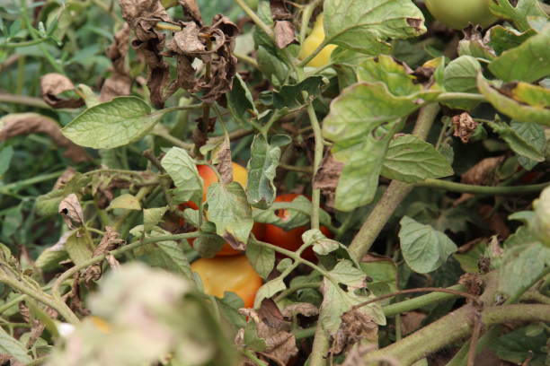 istock small sweet tomatoes on the branch 1266569096