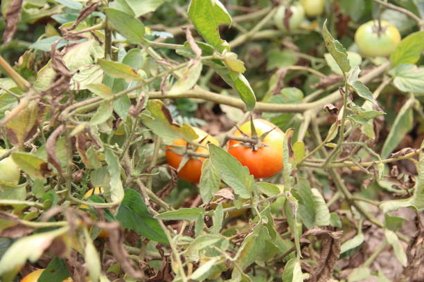 istock small sweet tomatoes on the branch 1266569115