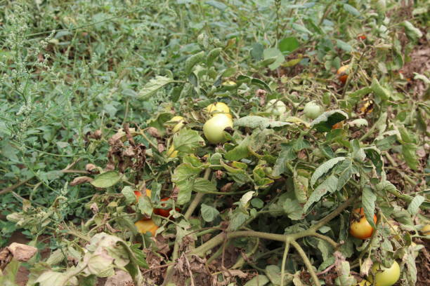 istock small sweet tomatoes on the branch 1266569132