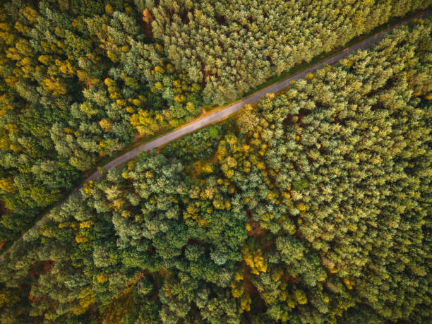 istock Curvy Road in Autumnal Forest. Aerial Drone Top Down View 1266569138