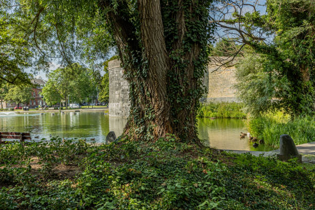 istock Huge tree trunk with a climbing plant with a lake with ducks and sunlight reflected in the water, the old medieval city wall in the background 1266569365