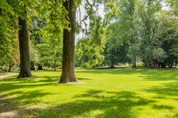 istock Two huge tree trunks on green grass surrounded by trees with green foliage 1266569530