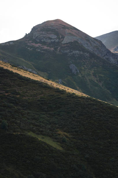 istock Cows grazing in the middle of the mountain 1266570443