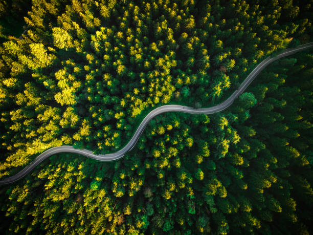 istock Summer Pine Forest and Winding Curvy Road. Top Down Birds Eye View 1266571663